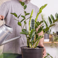 Miniatyrbild 5 av 5: Plastisk mosspinne för växter Monstera, växtpinnar för klätterväxter, växtstöd för inomhusväxter fungerar med sphagnummossa B