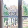 Miniatyrbild 2 av 5: Fönsterfälla för skadedjur 20-pack Transparent