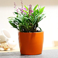 Miniatyrbild 1 av 5: Runda självvattnande blomkruka med vattenindikator för inomhusbruk