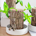 Pikkukuva 5 / 5: REMAKE Groot Vihre Kasvi Brasilialainen Puu Vesi Onnellinen Puu Ruukutettu Kasvi Pieni Puu Ihmiset [kk] 5-6cm