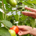 Miniatyrbillede 4 af 5: 100 stk. 3 mm Plant Breeding Support Clip Plastik Have Breeding Clip til Tomat Grøntsag Blomst Stilk Forbindelse