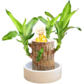 Miniatyrbillede 1 af 5: REMAKE Mini Brasilien Lykke Træ, Hydroponisk Brasiliansk Lykke Træ, Miniature Indendørs Bambusplante til Kontorbord, Levende Feng Shui Dekoration, L...