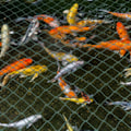 Miniatyrbild 5 av 5: Damm Nät 2m x 5m Grön Fiskdamm Nät, Löv Nät, Nät, Fågelskydd Nät, Stark - Grön