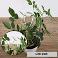 Miniatyrbild 5 av 5: 8-pack Automatisk Bevattningssystem Droppbevattning Glödlampor Kit Bevattningsklot Växtbevattning Semester för Inomhus- och Utomhusväxter Tr...