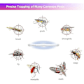 Miniatyrbild 3 av 5: REMAKE 4-pack 8W Flugsmällare Glödlampor 12 Tum - T5 8 Watt UV-rör för 16W Flugsmällare/Insektsfångare