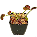 Miniatyrbillede 5 af 5: Sphagnum Mos Pottejord til Kødædende Planter, Husorkidé, Sarracenia, Kandeplanter & Mere, Helt Naturlig (1qt)