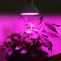Miniatyrbillede 2 af 5: 200LED Plantelampe Enkelt Hoved LED Plantevækstlys til Have Drivhus 85V-265V