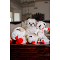 Miniatyrbillede 5 af 7: Plush Hundelegetøj, Lammekoteletter, 25 cm, Almindelig, Hvid, Stor
