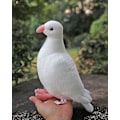 Miniatyrbilde 1 av 5: 19 cm grå due plysjleke realistisk stein due duer fugl utstoppede dyr leker bursdagsgaver for barn White