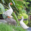 Pikkukuva 3 / 5: Hartsi-Ankka-Hanhi-Koristeet Ihastuttavat Simulaatioeläin-Patsaskäsityöt Koti Ulko Piha Kestävä Koriste Duck