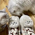 Pikkukuva 6 / 7: Plush-kissan muhkeat tossut, parille, Pehmeät Liukumattomat Sininen Harmaa Grey 42