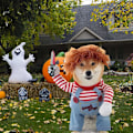 Miniatyrbillede 2 af 7: Dödlig docka hundkostym, Chucky hund cosplay rolig Halloween jul hundkostym festdräkt passar små medelstora stora hundar (M: Bröst 21\" - 27\")
