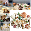 Miniatyrbillede 10 af 10: 120g Naturlig Turbo Seashell Havsnegl Eremitkrebs Hus Akvarium Praktiske Skaller Kunsthåndværk Dekorationer Rekvisitter Mennesker Ingen Mennesker Sted