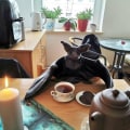 Miniatyrbilde 5 av 5: Halloween plysj flaggermus utstoppede dyr Bashful leker lodne gaver til barn