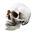 Miniatyrbillede 1 af 3: Livsstørrelse 1:1 Menneskekranie Model Replika Resin Medicinsk Anatomisk Tegning