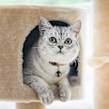 Miniatyrbillede 4 af 5: Ekstra Højt Sæt Katte- og Hundeklokker Holdbare Messingklokker Til Kæledyr Halsbånd Charm Vedhæng Klokker Med Lås Drejelig Kæledyrs Tracker