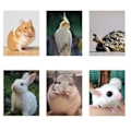 Miniatyrbillede 4 af 5: Keramisk varmelampe til reptiler med beskyttelse, varmebelysning infrarød reptil varmepæreholder til skægget drage/firben/slange/skildpadde belysning