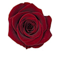 Miniatyrbillede 4 af 5: Julepynt Jul Konserverede Friske Blomster Rose Blomsterbæger B Kvalitet 4-5cm8 Ægte Blomster Opbevar Blomster Æske Julegave