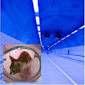 Miniatyrbild 3 av 4: 2 Way Cat Tunnel Pet Play Tube - hopfällbar tunnel för
