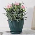 Miniatyrbild 4 av 5: Plastblomkrukor för växter, 5-pack 15 cm blomkrukor med dräneringshål och fat, för inomhusbruk