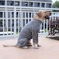 Miniatyrbilde 5 av 5: Hunde-operasjonsutstyr, Anti-likking Kirurgisk Kjole For Mage Sår, Valp Langærmet Pyjamas For Å Forhindre Håravfall (Størrelse L)