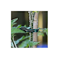 Miniatyrbild 4 av 5: 100 st Plantclips Växtclips för Klätterväxter Tomatclips Blomclips Växtclips Växtclips Klätterhjälp för Fästning av Växter (2 Storlekar i En)