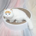 Miniatyrbild 5 av 5: Kattklösare i kartong, klösbräda, kattklösningslounge vit