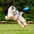 Miniatyrbild 4 av 8: Hundleksak Frisbee - Slitstark Frisbee Leksak 18cm KLB