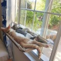Miniatyrbild 2 av 7: Fönsterplats för katt, fönsterhängmatta, katthängmatta + kattfilt, solbad KLB
