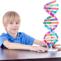 Miniatyrbillede 8 af 8: DNA-modeller Dobbelt Helix Modelkomponenter Naturfaglige Undervisningslektioner KLB