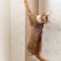 Miniatyrbild 2 av 5: Sisalrep Scratching Post DIY Gripping Post Toy Cat Climbing Frame Replacement Rope KLB
