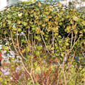 Pikkukuva 2 / 3: Silmäkokoinen linnunsuojaverkko suojaverkko puutarhaverkko lampiverkko linnunverkko lampiverkko vastaan