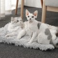 Miniatyrbilde 8 av 8: 2 i 1 seng for katt, katteseng matter hund seng, kjæledyrseng fluffy KLB