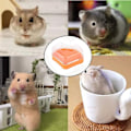 Pikkukuva 6 / 7: Hamsterin lemmikkikylpyhuone, Chinchilla-kylpyhuone, muovinen hamsteri KLB