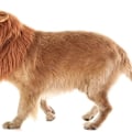 Miniatyrbillede 5 af 6: Løvemanke Paryk Hunde Tøj Justerbare Ører Cosplay KLB