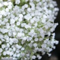 Miniatyrbillede 7 af 7: 10 stk. Latex Kunstig Gypsophila Paniculata Blomst Til Hjem Bryllup KLB