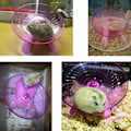 Miniatyrbillede 3 af 6: Stille hamsterhjul KLB
