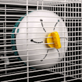 Miniatyrbillede 3 af 6: Stille Spinnere, hamsterhjul, vaskbart hjul til blå KLB