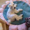 Miniatyrbillede 7 af 8: Blomsterformet kæledyrs seng rede hund hule hund sofa måtte grøn KLB