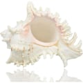 Pikkukuva 1 / 8: Luonnolliset simpukat, simpukka 18CM ---- 20CM simpukat, käytetään