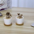 Miniatyrbillede 2 af 8: 6,5 CM sukkulente potter kaktus plante potter mini blomsterpotter base