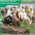 Miniatyrbild 5 av 5: 40cmx5m Förzinkat Kanin Nät Hexagonal Mask Hönät Mask Hönsträdgård Aviary Staket med 50 Kabelband Handskar, Saxar för Trädgård KLB