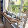 Miniatyrbillede 2 af 7: Kattevindue Sæde Vindue Lounger Katte Hængekøje, Solbadning Katteseng KLB