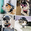 Miniatyrbillede 4 af 4: Hjelm og solbriller til hunde - Justerbar motorcykelsikkerhedshjelm til hunde i størrelse L