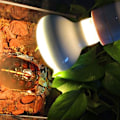 Miniatyrbillede 3 af 5: Intens Spotlampe til afslapning, 220v 60W kæledyrsvarmepære