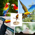 Miniatyrbild 5 av 5: Fågelträning Stativ Bärbar Bord Fågel Sittpinne Spin Log KLB