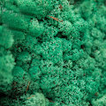 Miniatyrbilde 3 av 5: Preservert mose - naturlig, langvarig DIY-kunst