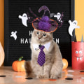 Miniatyrbillede 4 af 5: Halloween-kostumer til hunde, edderkoppe-troldmandshat til hunde og lilla ternet hundebind KLB