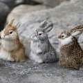 Miniatyrbillede 7 af 8: Læderpelsdyr, kunstige kaninhåndværk, møbeldekorationer KLB