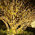 Miniatyrbillede 5 af 5: 100M 1000 LED Julelys LED Lyskæde Udendørs Fe Lyskæde Ferie KLB